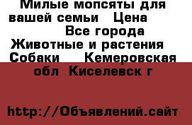 Милые мопсяты для вашей семьи › Цена ­ 20 000 - Все города Животные и растения » Собаки   . Кемеровская обл.,Киселевск г.